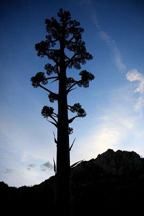 Sedona tree