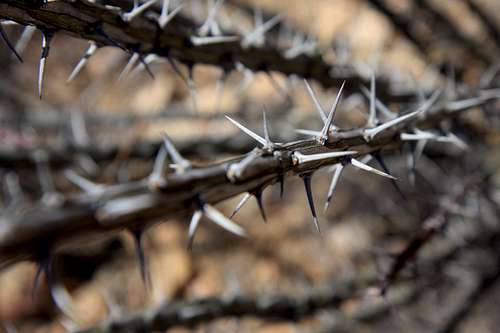 Thorns in Rio Rico, Arizona