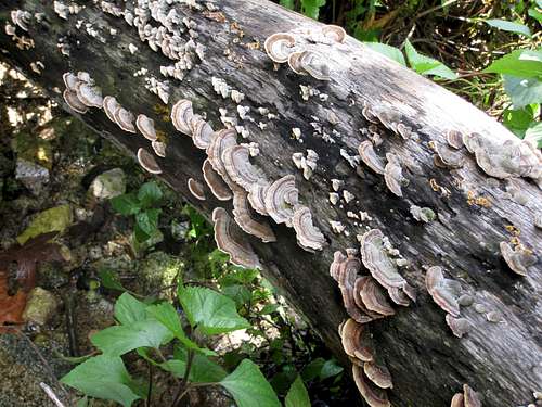 Tree Fungus in Pasadena Glen Canyon