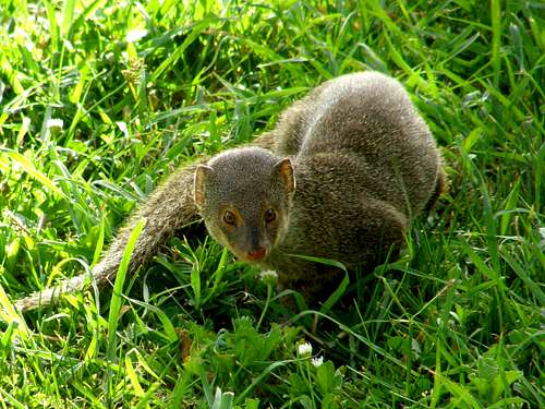 Wild Mongoose - Antigua