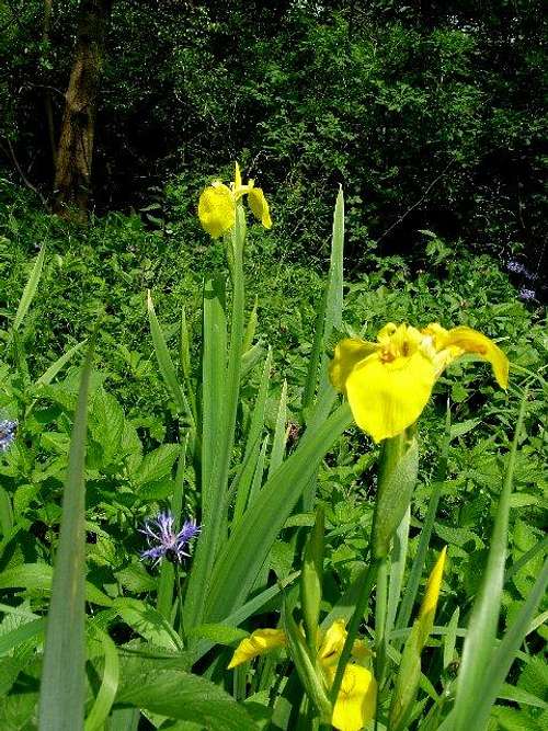 Yellow iris