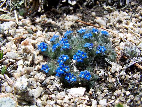 Rocky Mountain Forget-Me-Nots