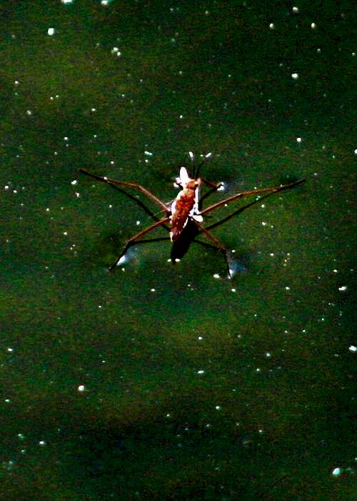 Water Strider on Taggart Lake