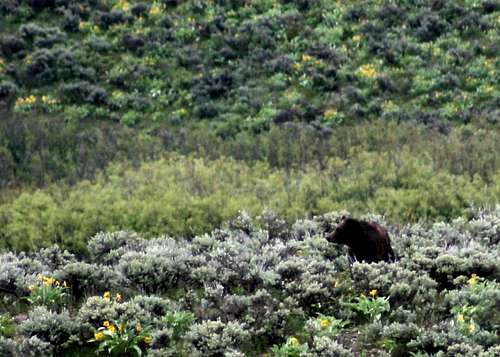 Grizzly above Christian Pond
