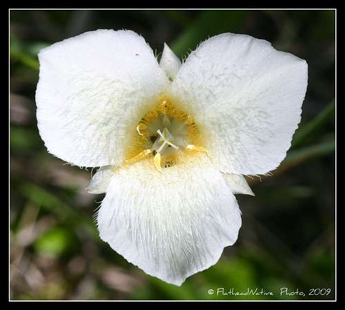 Pointed Mariposa Lily