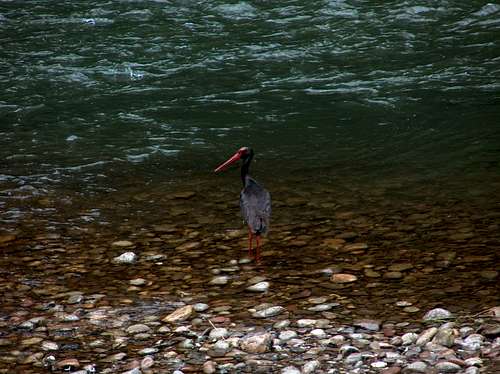 Black Stork of the Dunajec