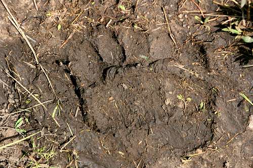Grizzly Print on the Lamar River Trail