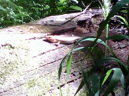 Trinity River Trail Lizard