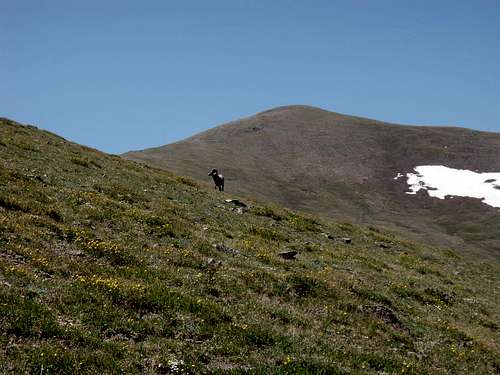 Bighorn sheep