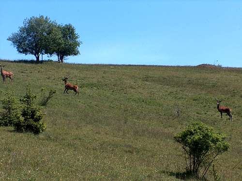Deers on Spišská Magura