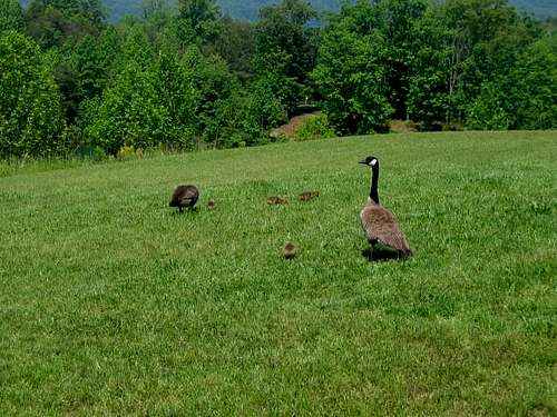Two Canadian geese and four...