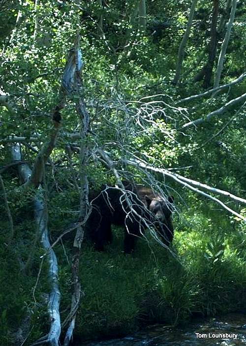 Bear along the Eagle Creek Trail