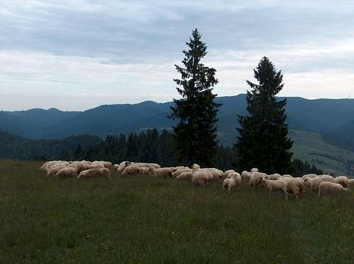 Sheep on Wysoki Wierch (Małe Pieniny)