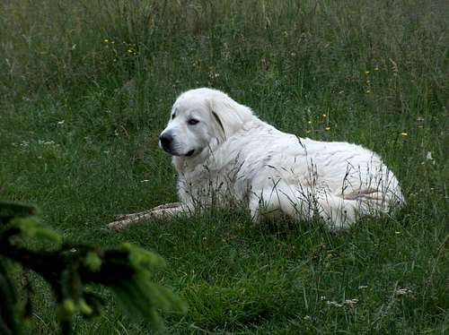 Podhale sherperd dog on Wysoki Wierch (Małe Pieniny)