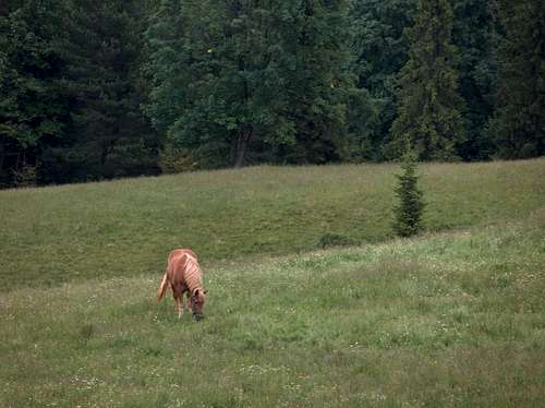 Horse on Wysokie Skałki (Małe Pieniny)