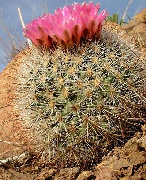 Desert Cactus in Bloom
 North...