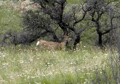 Hells Canyon Mule Deer