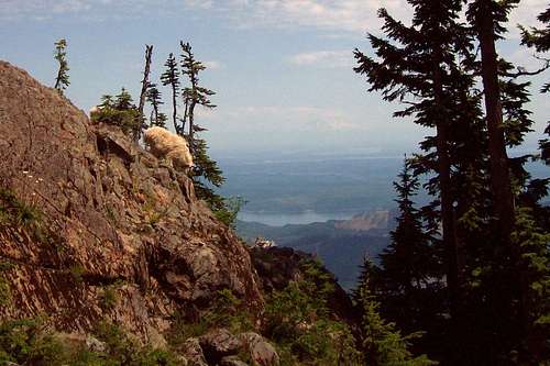 Mount Ellinor: Home of tame goats and great views