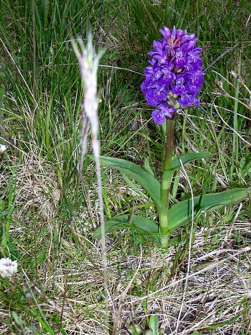 Orchid - genus unknown