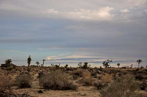 A cloudy day in Joshua Tree