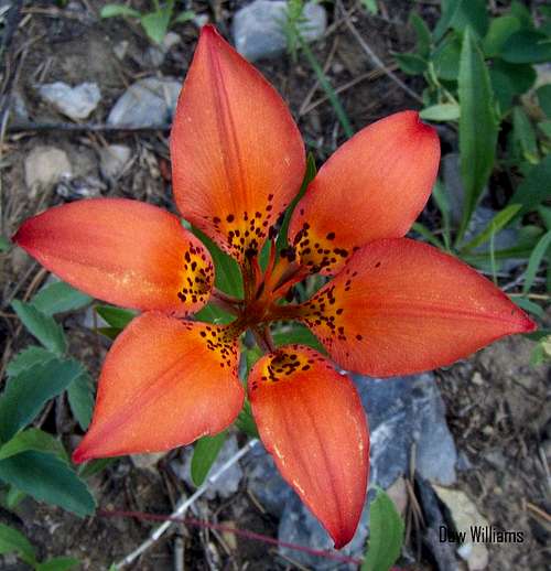 Wood Lilly