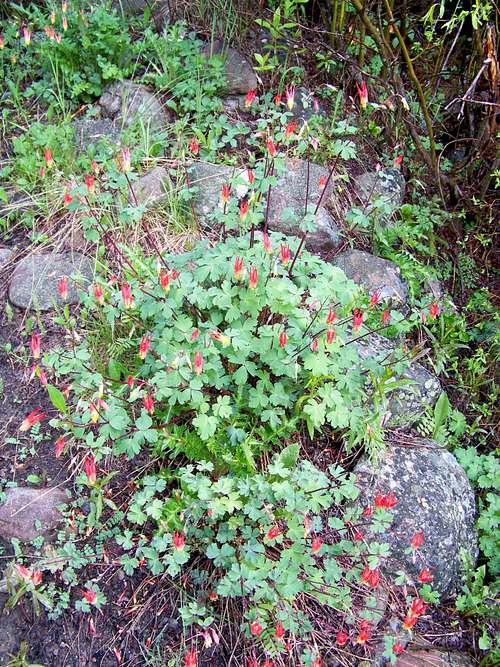 Red Columbine on the lower approach