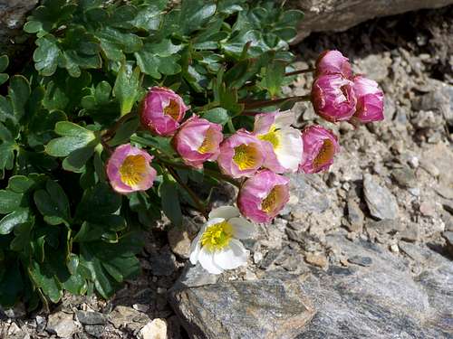 Flowers on the slopes of Orgelspitze