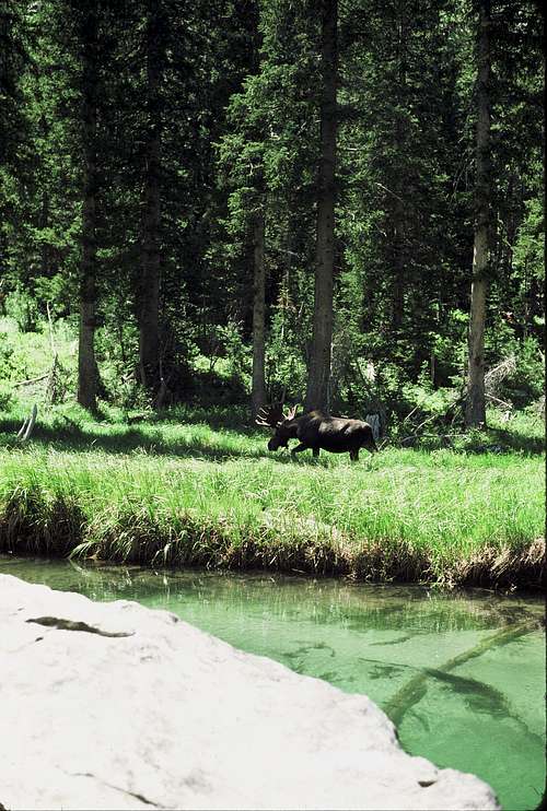Moose on the way to Grand Teton