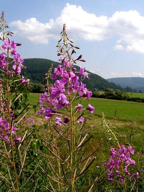 Flowers of Fireweed