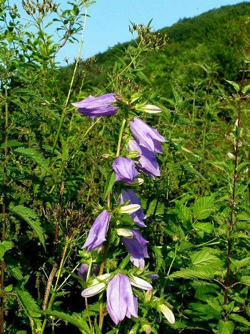 Nettle-leaved Bellfower