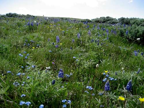 Wildflower Fields