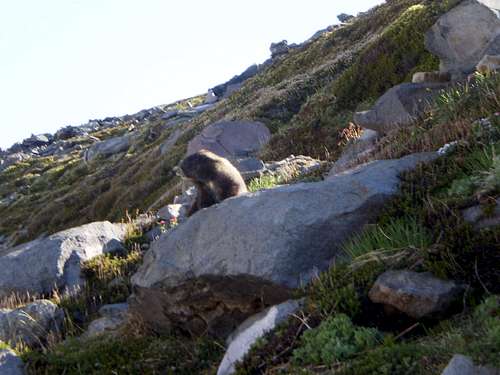 A Rainier Marmot