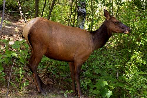 Elk in Aspen Grove