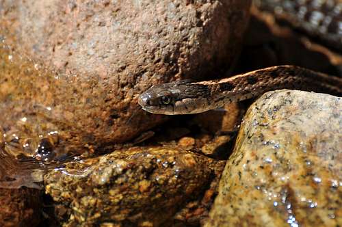 Garter Snake in Creek