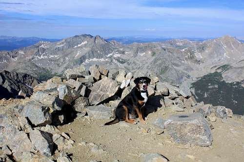 Duchess posing on the top of Missouri Mountain