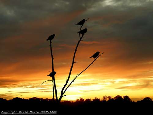 Five Starlings - Perrywoods