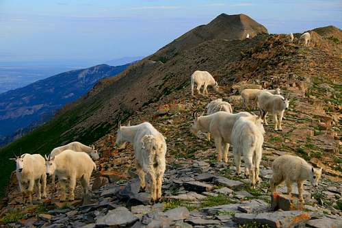Goat herd on Bomber Peak.