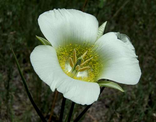 Willow Lake Flower