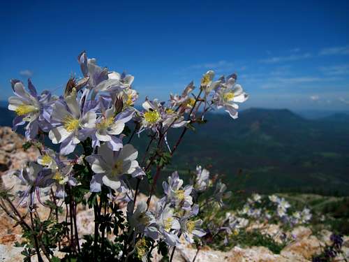 Columbines on the north slope