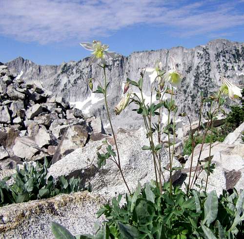 Columbines on the Hogum Divide