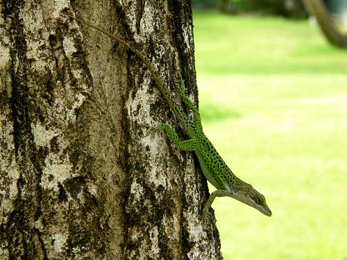 Tree Lizard