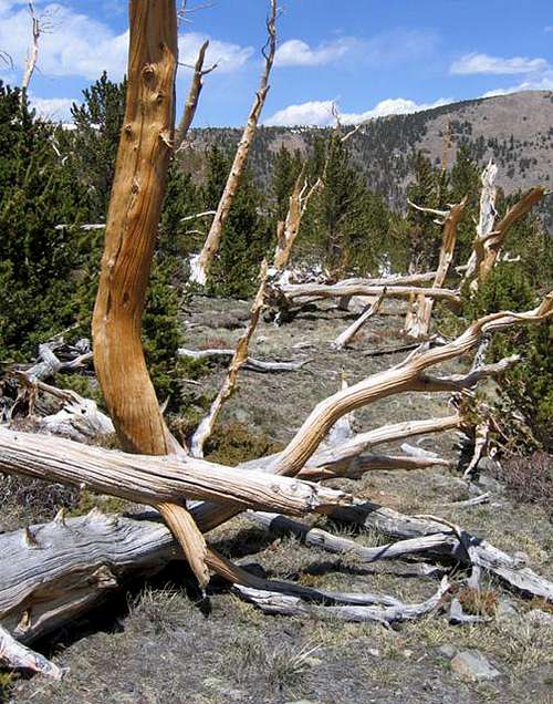 Bristlecone forest in the...