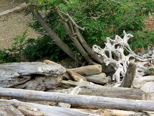 Driftwood on Kayak Point Beach