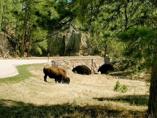 French Creek Buffalo