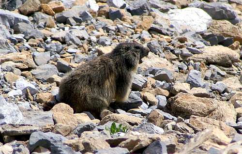 The Alpine Marmot whistling