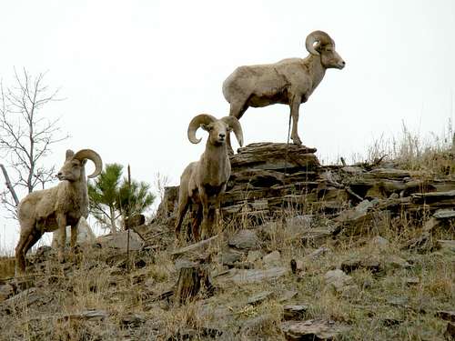 Bighorn sheep in the area