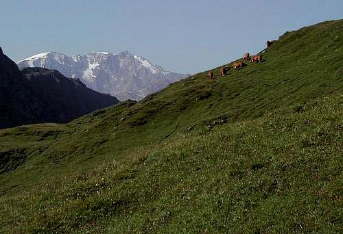 Grazing cows and the Sommet du Bellecôte <i>3417m</i>  in the background