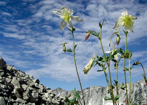 Columbines and South Thunder