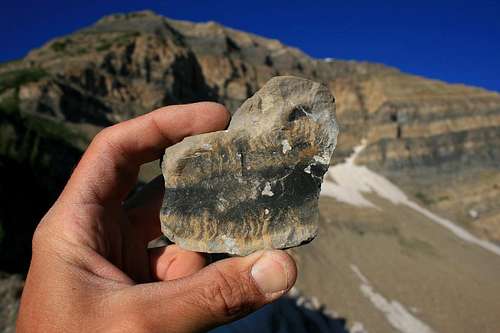 Fossil on Forgotten Peak's south ridge.