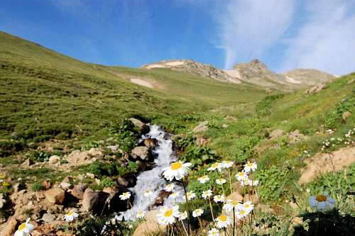 Wildflowers by a stream
